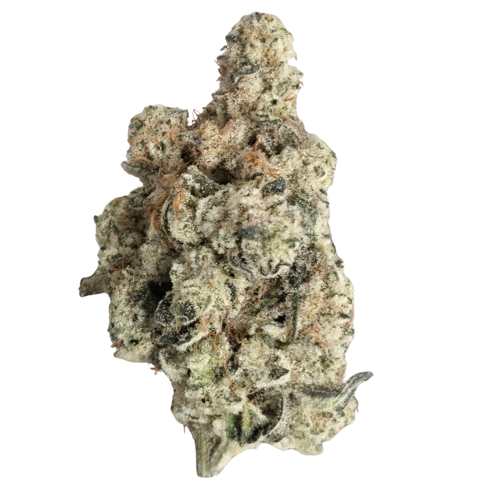 Ego Checker Bud